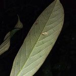 Couepia guianensis Blatt