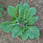 Mandragora officinarum Leaf