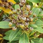 Myrica faya फल