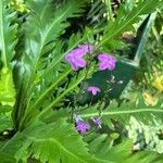 Pseuderanthemum alatum Flor