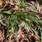Carex pedunculata Deilen