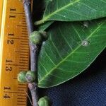 Naucleopsis capirensis Hoja