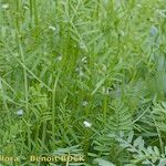 Vicia articulata Habitat