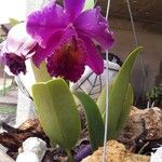 Cattleya lueddemanniana Leht