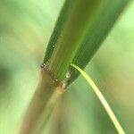 Carex binervis Leaf