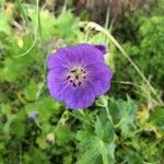 Geranium sylvaticum Flower