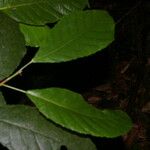 Cleidion castaneifolium Leaf