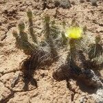 Opuntia unknown speciesBlad