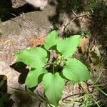 Smilax herbacea ഇല