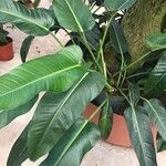 Philodendron davidsonii Folha