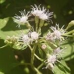 Chromolaena odorata Flower