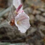 Convolvulus lanuginosus Õis