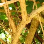 Solanum violaceum 樹皮