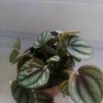 Peperomia argyreia Лист