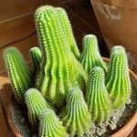 Echinopsis schickendantzii Hoja