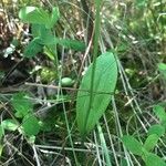 Pogonia ophioglossoides 葉