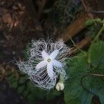 Trichosanthes cucumerina Flor