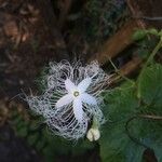 Trichosanthes cucumerina Blomma