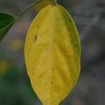 Hibiscus boryanus Blad