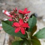 Jatropha integerrima Květ