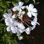 Plumbago auriculata Blomst