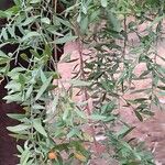 Osyris lanceolata Leaf