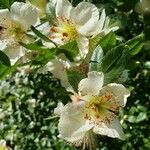 Eucryphia cordifoliaപുഷ്പം