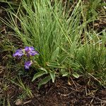 Penstemon procerus Yeri