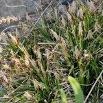 Carex divisa Цветок