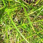 Carex spicata Blad