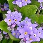 Myosotis sylvatica Květ