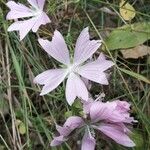 Malva tournefortiana Flower