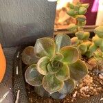 Echeveria angustifolia Leaf