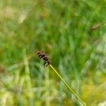 Carex davalliana Virág