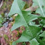 Taraxacum campylodes Leaf