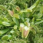 Dionaea muscipula 整株植物