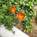 Portulaca umbraticolaFlower