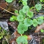 Glechoma hederacea Habitus