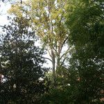 Ulmus serotina Habitus