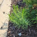 Asclepias verticillata Blad