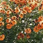 Helenium autumnale Характер