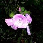 Lavatera trimestris Virág