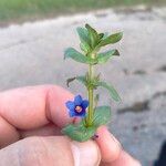 Lysimachia foeminaFlower