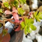 Sedum kimnachii पत्ता