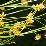 Rhynchospora holoschoenoides Flower