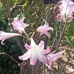 Amaryllis belladonnaFlower