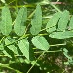 Coronilla varia Folla