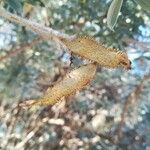 Adenocarpus hispanicus ᱡᱚ