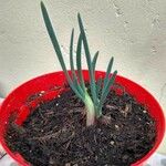 Allium ascalonicum Leaf