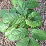 Toxicodendron radicans Leaf